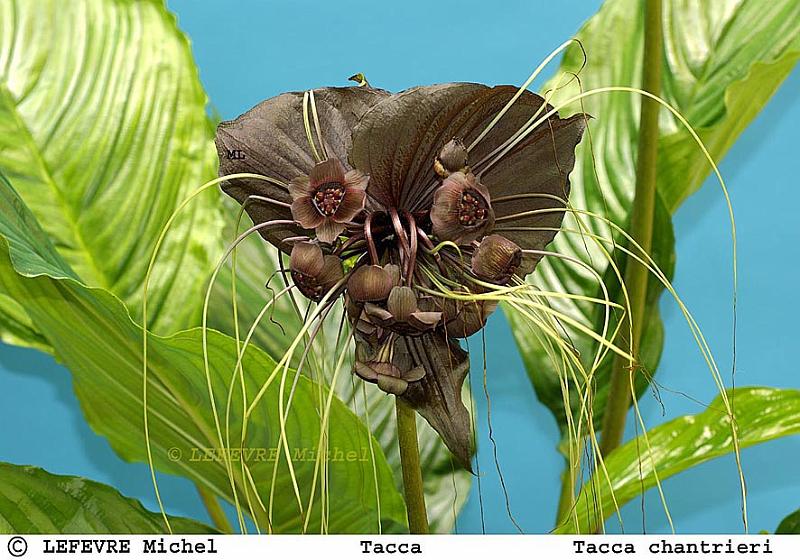 13 Tacca chantrieri.jpg - Plante chauve-souris - Tacca chantrieri - Inde/Malaisie